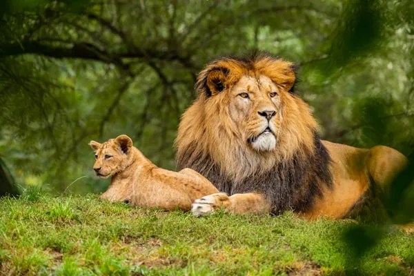 Birds, Taj And Tiger Tour